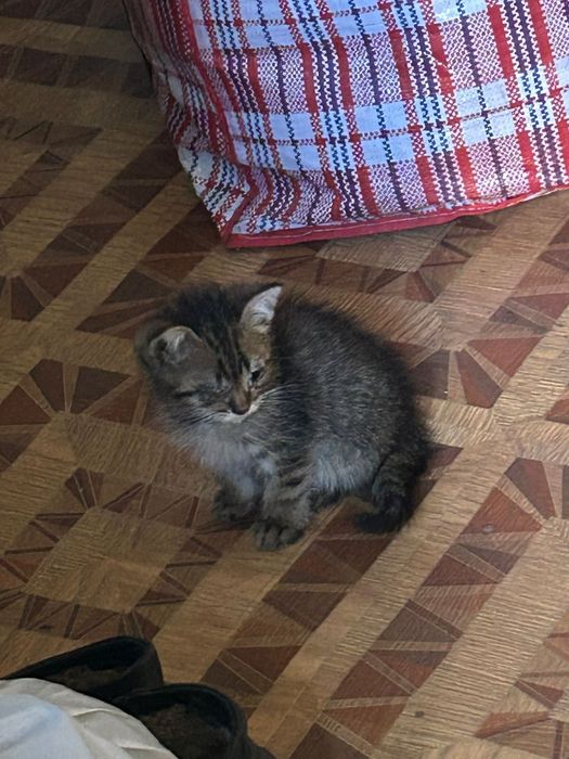 Отдам котят в добрые руки