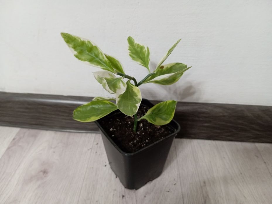 Разные комнатные цветы