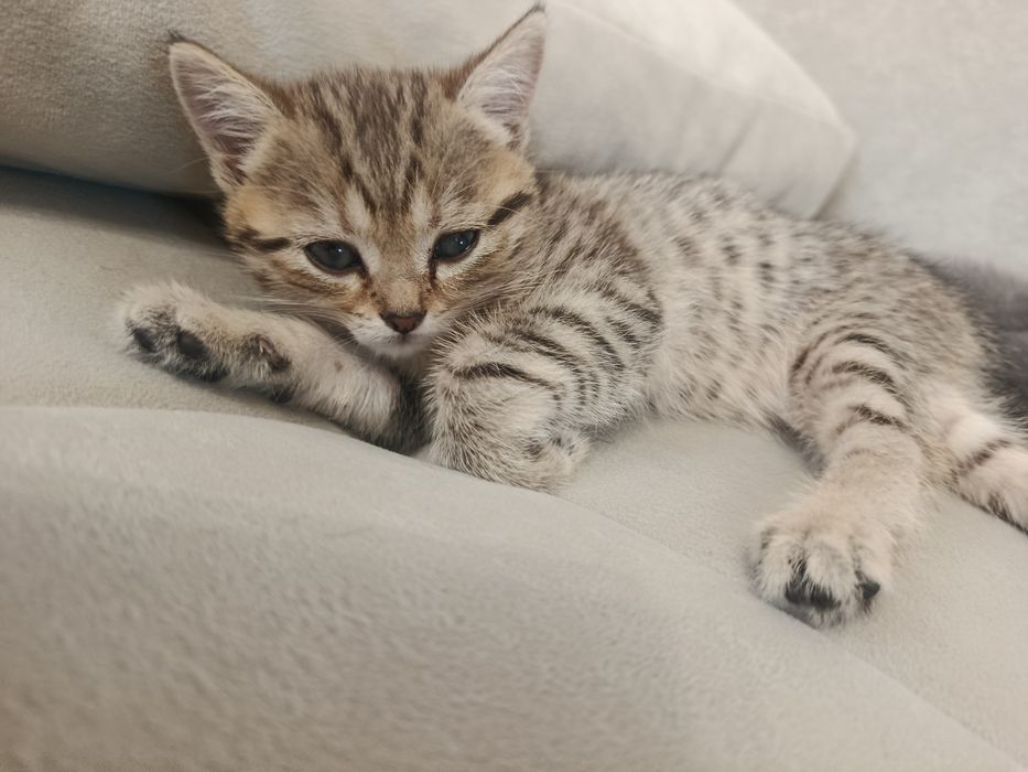 Продам котят курильского бобтейла