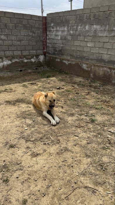 Қазақы төбет сатылады