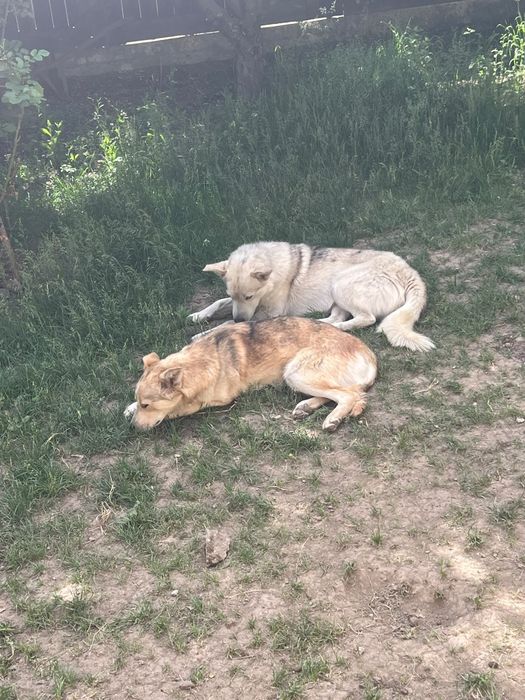2 câini Husky se oferă spre adopție