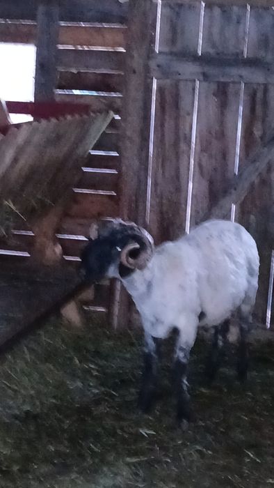 De vânzare berbec țurcan