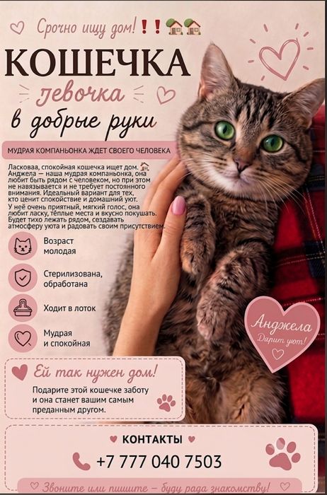 Кошечка в добрые руки