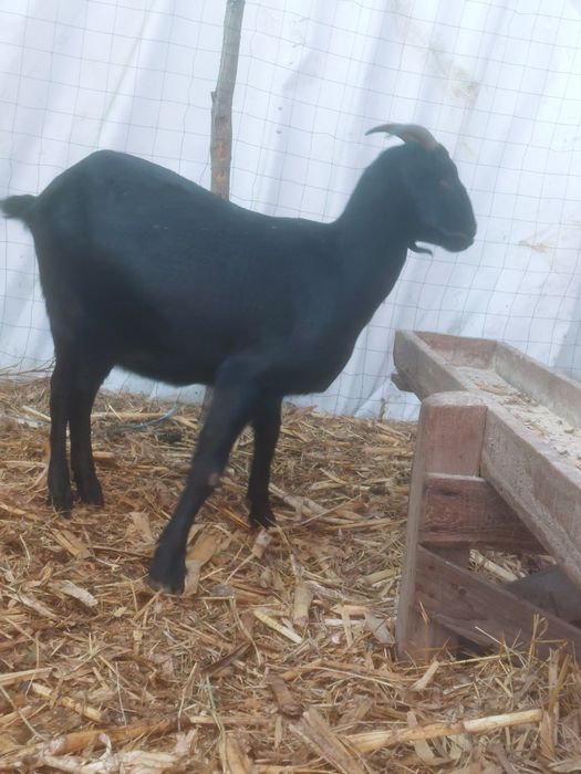 Capra gestanta la prima fătare