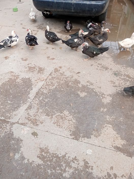 Продам индауток самки и самцы