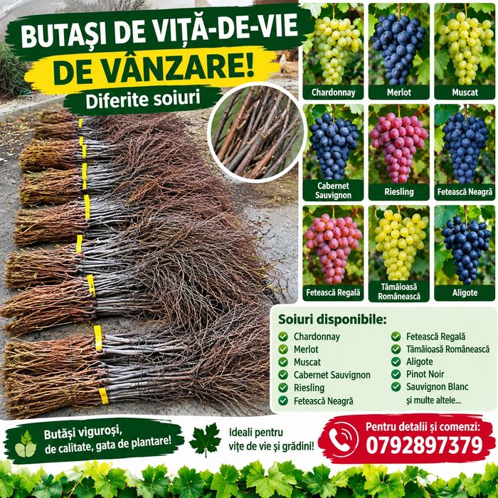 Pomi fructiferi și butași vita de vie
