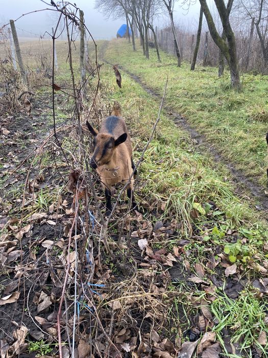 Vand capra alpina franceza