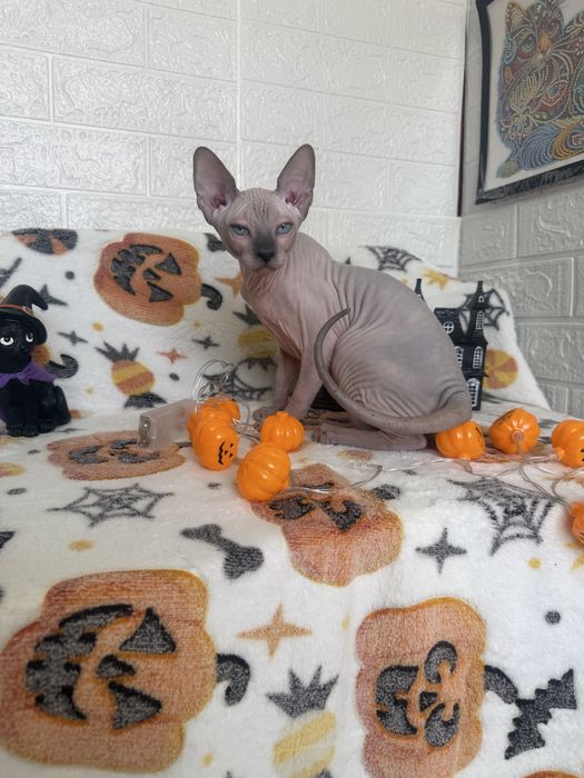 Baietel Sphynx blue point pedigree teste
