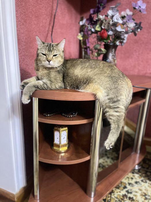 Кошечка скоттиш страйт бесплатно, только заботливым хозяевам отдам