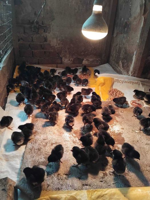 Пилета Легхорн Декалб от Чехия на един ден! С всички ваксини -4,50лв