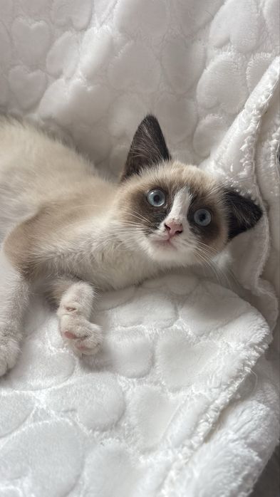 Котенок девчока ищет дом