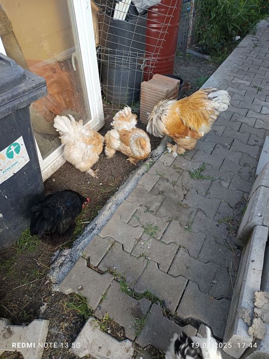 Pui de austrolorp și brahma