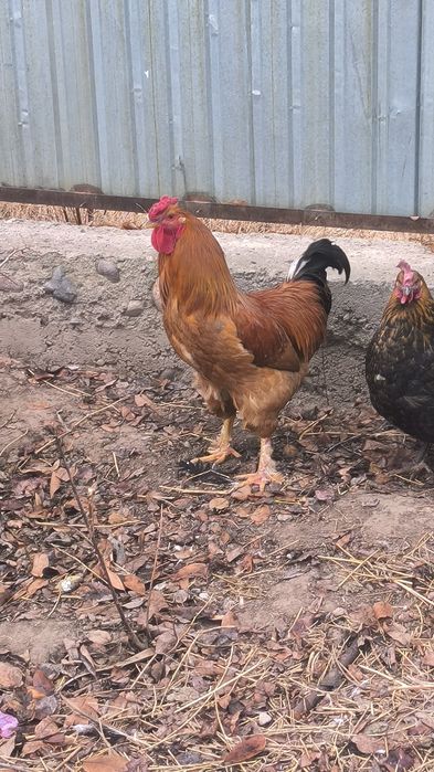 Семіз жас қораз сатылады