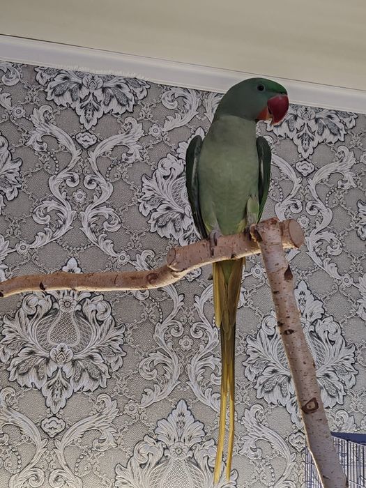 Продается Александрийский попугай