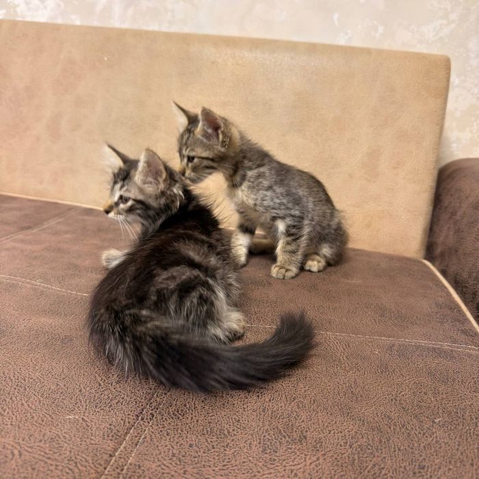 Котята даром в дом