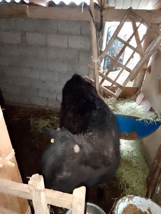 1 жасар ұрғашы бордақы бұзау сатылады