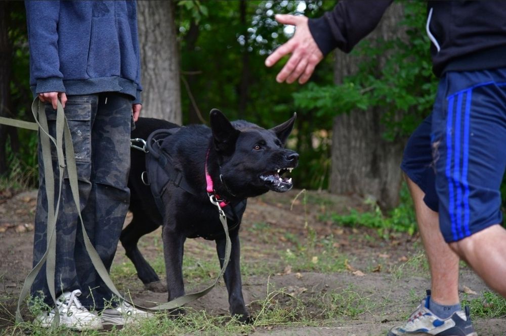 Вязка, кобель ВЕО