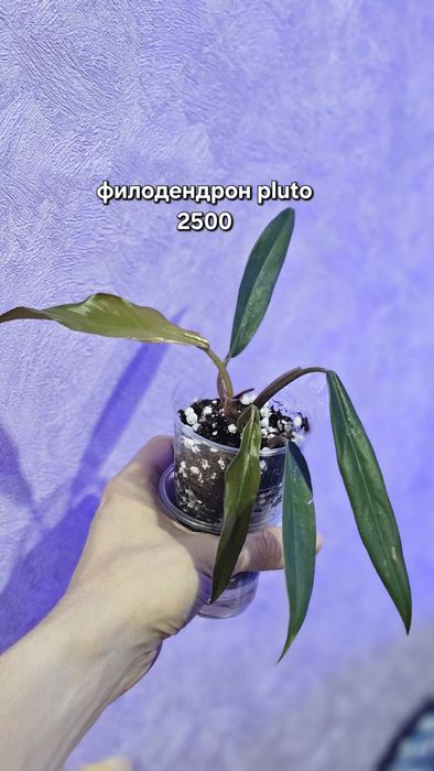 Продажа/обмен растений