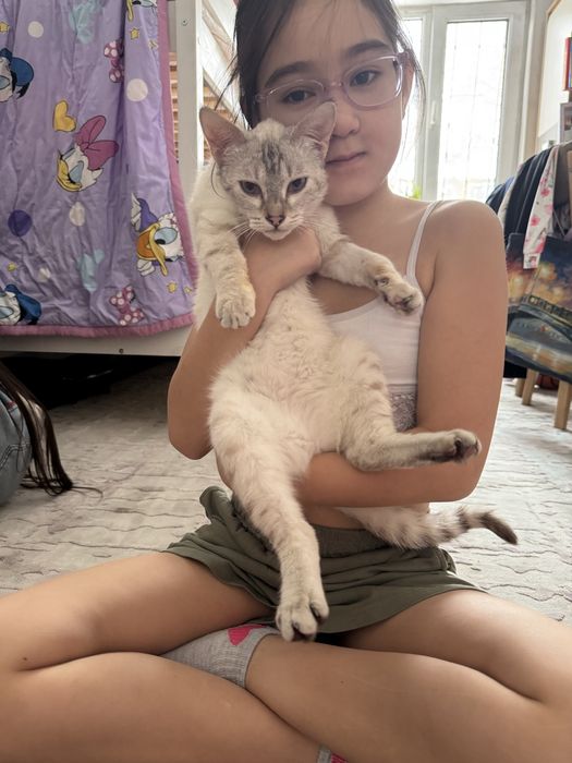 Котенок кошечка Тайская табби-поинт 3 мес