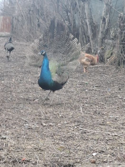 De vânzare păun standard