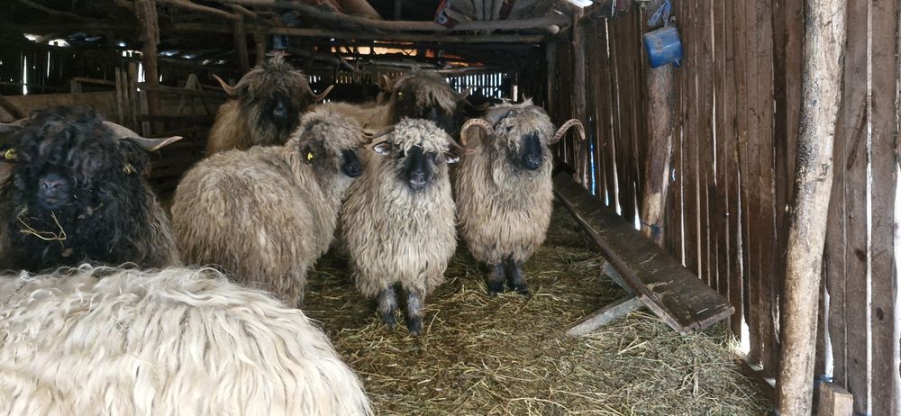 Oi si capre de vanzare