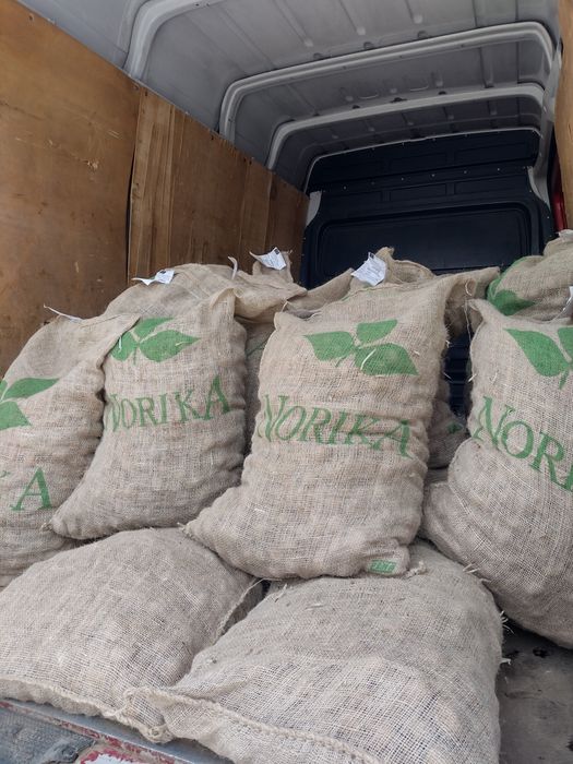 Семе Картофи СОРАЯ клас А