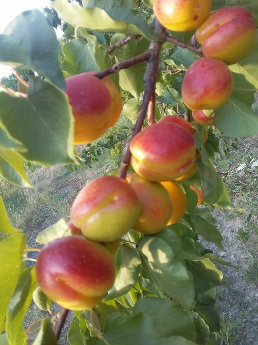 УРИК КУЧАТЛАРНИ 8 Хил сорти бор сортига падвойига кафолат берамиз