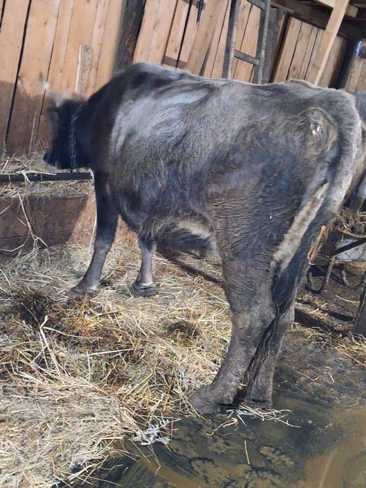 Vând 2 vaci  gestante