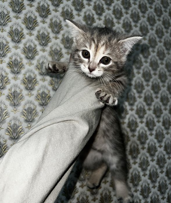 Котенок серенький