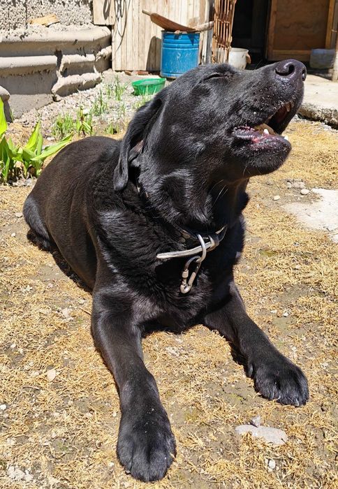 Продается лабрадор