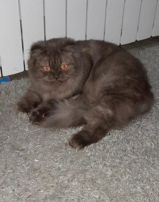 Ищем  прямоухого кота