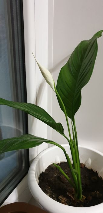 Дом цветы/ срочно