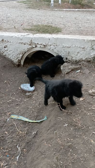 cățeluși ptr adoptie