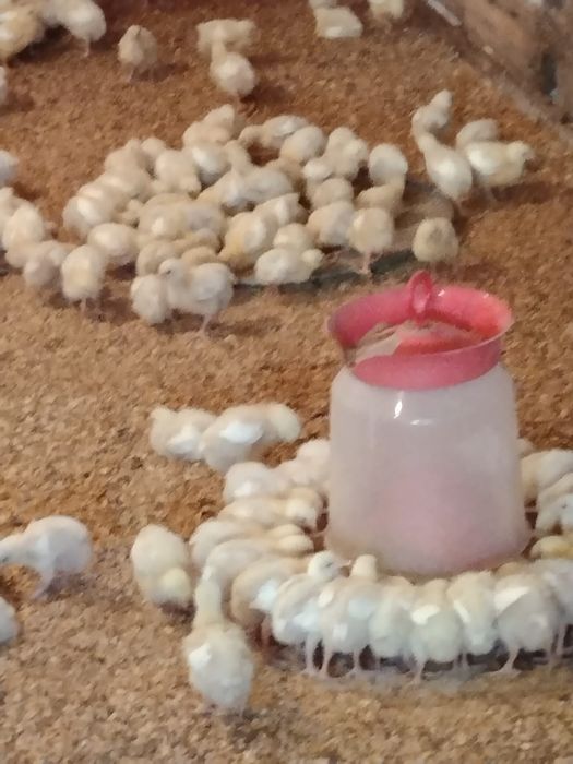 Цеплята бролер домашний.