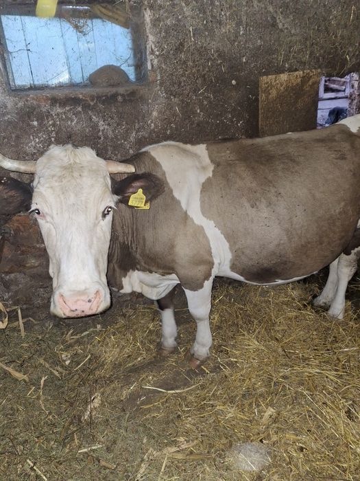 Vaca de vânzare detalii la numărul de telefon
