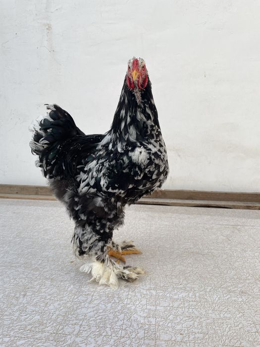 Brama Mramor 1+1 Toza Qon