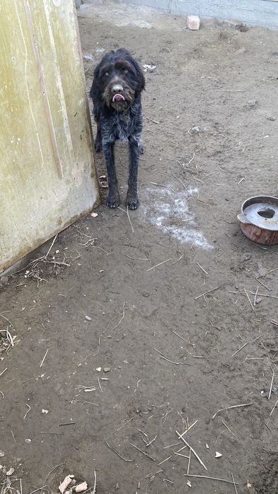 Дратхаар кабель гатовый охотник