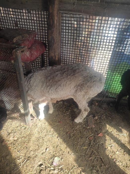 Барашниха молодая баран