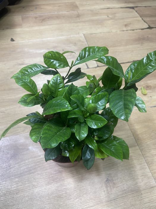 комнатные растении