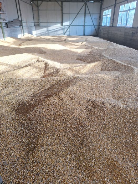 Vand porumb boabe, floarea soarelui,  lucerna