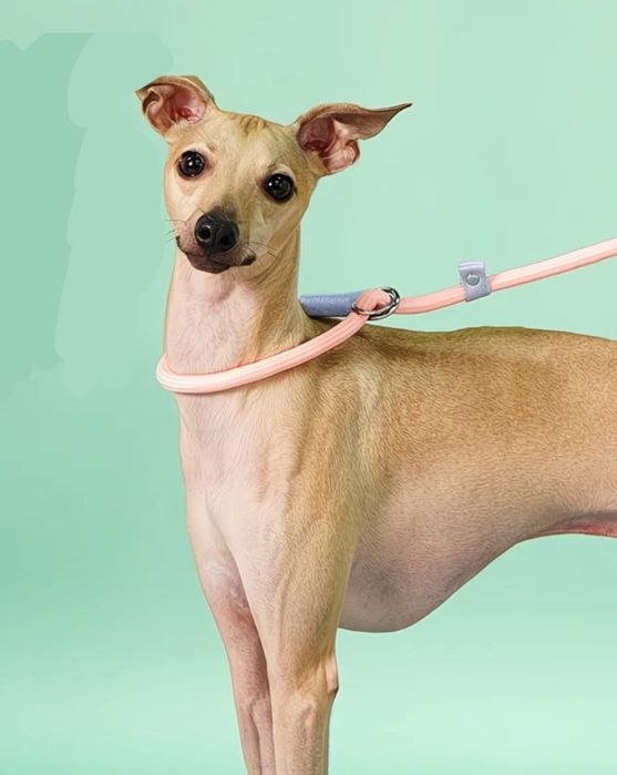 Продам анти-тянущий поводок для собаки.