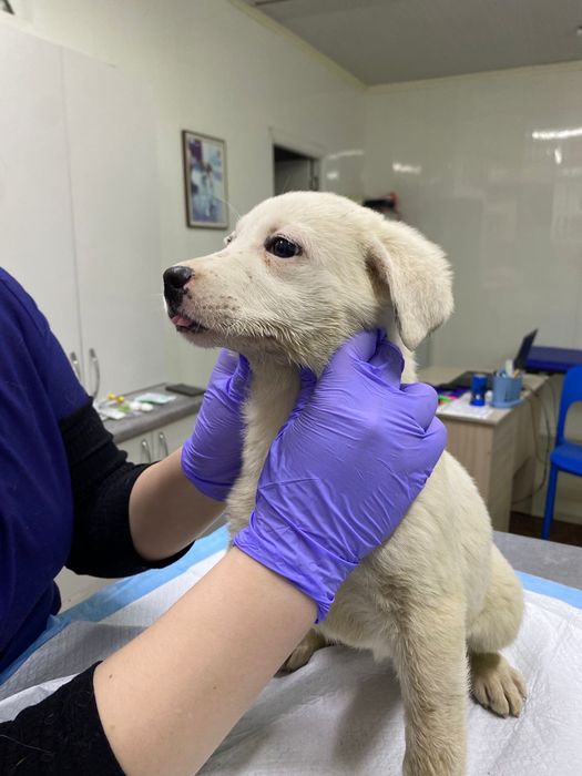 Щенки в добрые руки