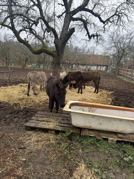 Vand magarite gestante