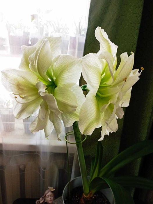 гиппиаструм махровый белый