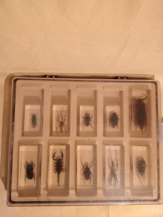 Продам   насекомых в стекле