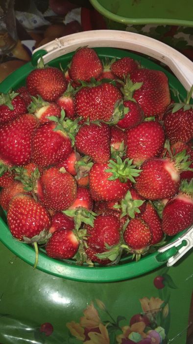 Продам рассаду клубники садовой