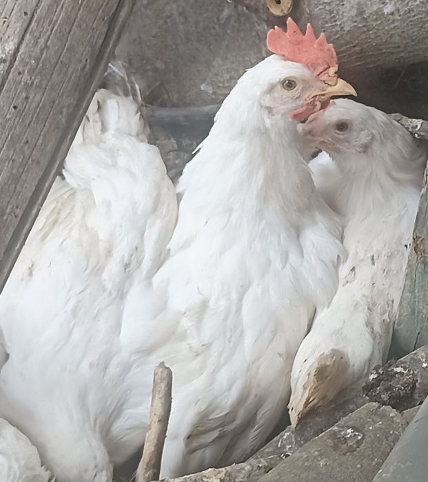 Продавам петлета Легхорн
