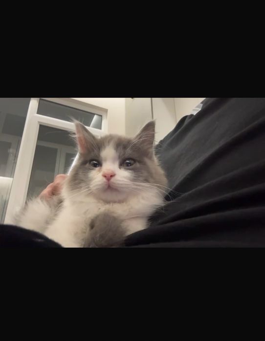 Котенок 2,5 месяц шатландский