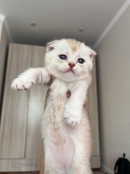 Котята породистые