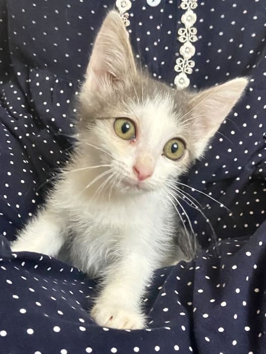 Отдам Даром! Котенок Мальчик